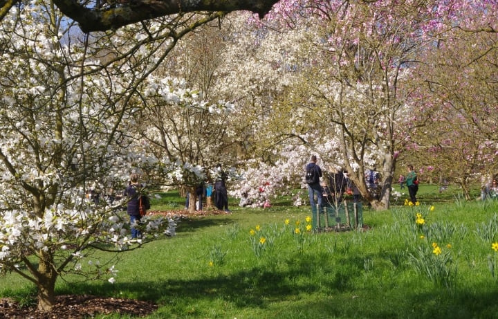 different types of magnolia trees different types of magnolia trees