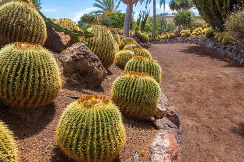 different types of succulents barrel cactus different types of succulents barrel cactus