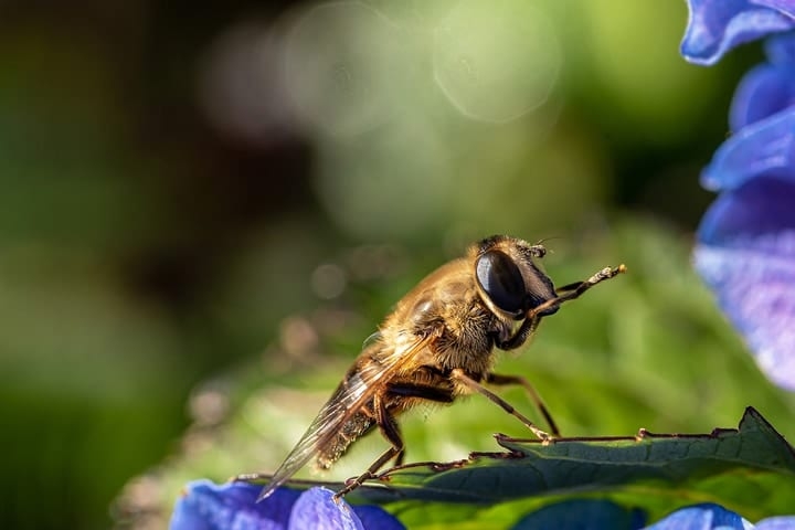 dirty bee cleaning itself using front legs dirty bee cleaning itself using front legs