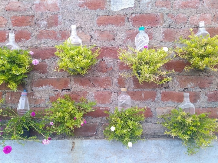 diy bottled air plants wall garden diy bottled air plants wall garden