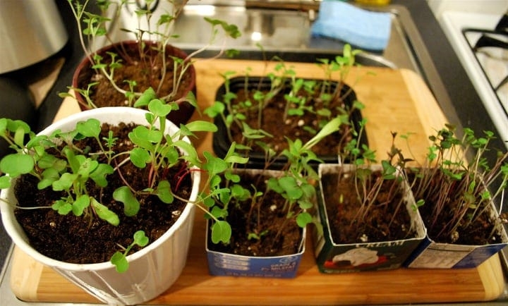 diy microgreen tray diy microgreen tray