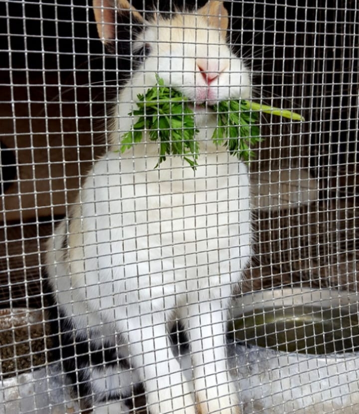 diy wire mesh rabbit cage diy wire mesh rabbit cage