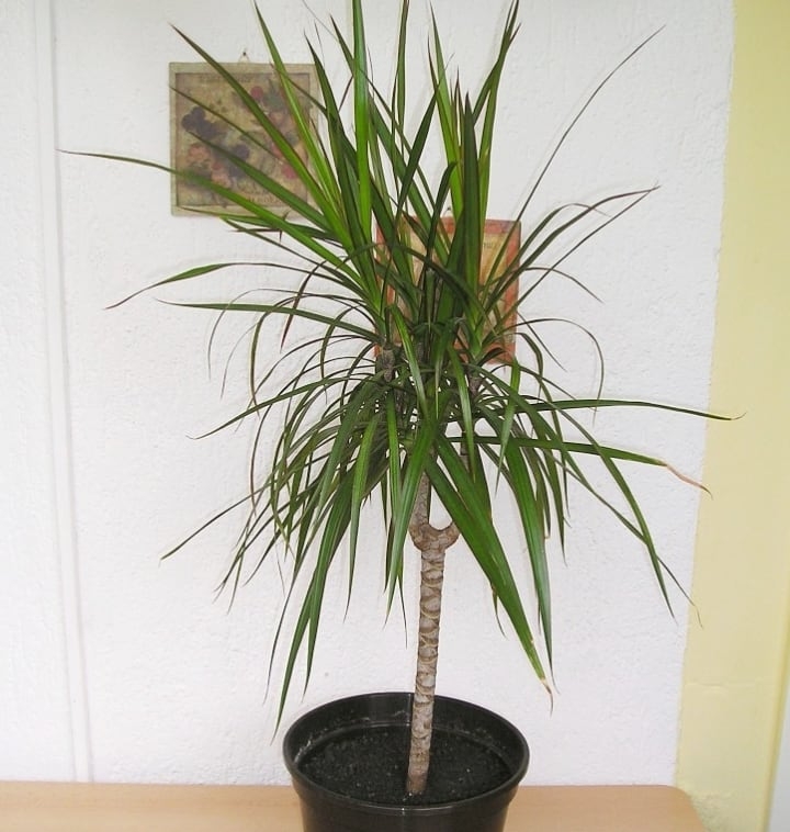 dragon tree low light indoor shade tree dragon tree low light indoor shade tree