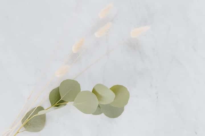dried eucalyptus leaves dried eucalyptus leaves