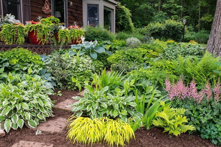 dry shade plants dry shade plants