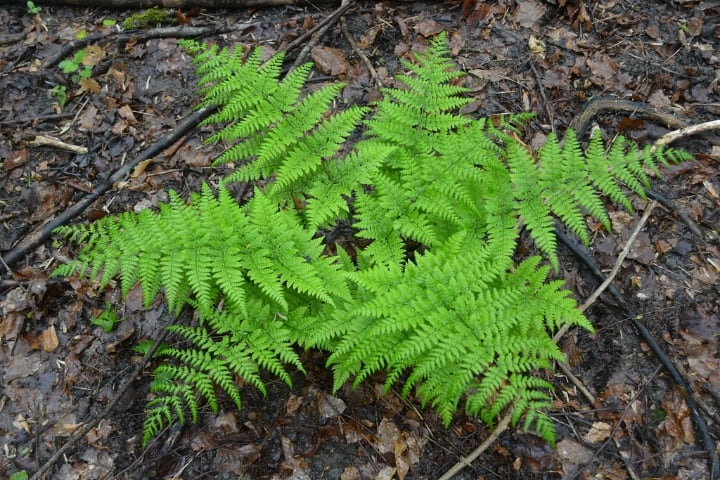 dryopteris dilatata dry shade plants dryopteris dilatata dry shade plants