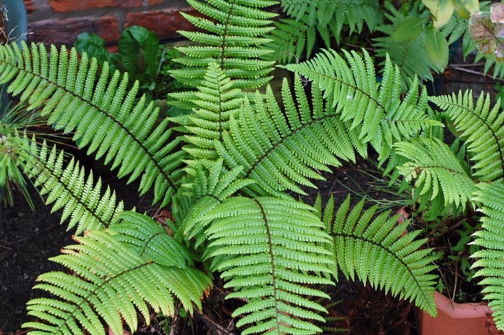 dryopteris wallichiana full shade plant dryopteris wallichiana full shade plant