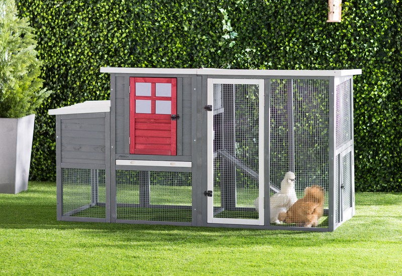 Duchess 22.2 Square Feet Chicken Coop with Nesting Box