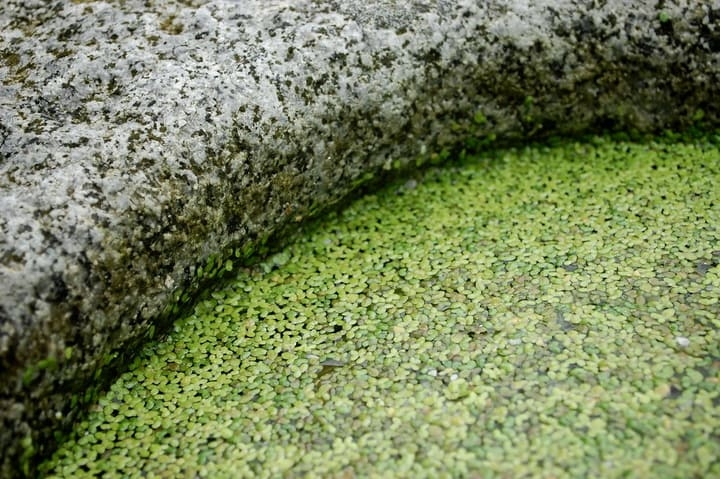 duckweed duckweed