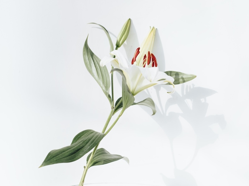 easter lily flower easter lily flower