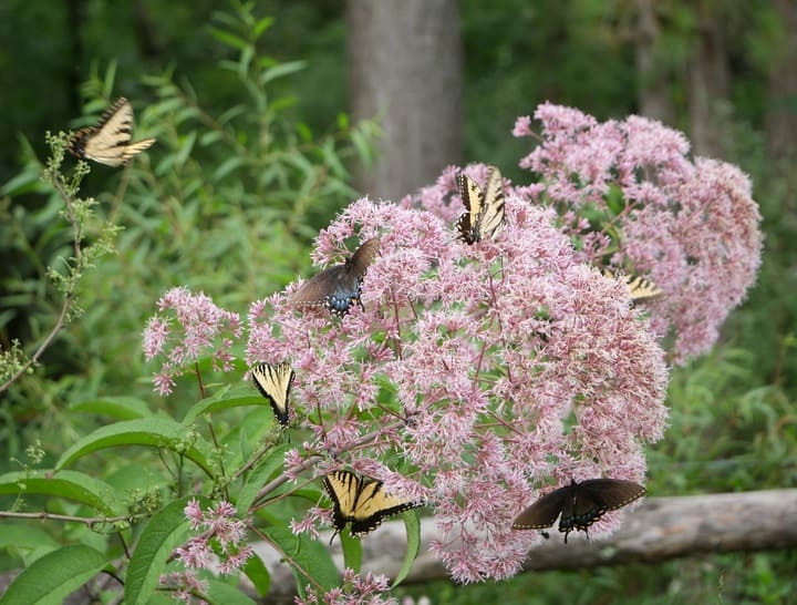 eastern tiger swallowtail butterflies on a joe pye weed eastern tiger swallowtail butterflies on a joe pye weed