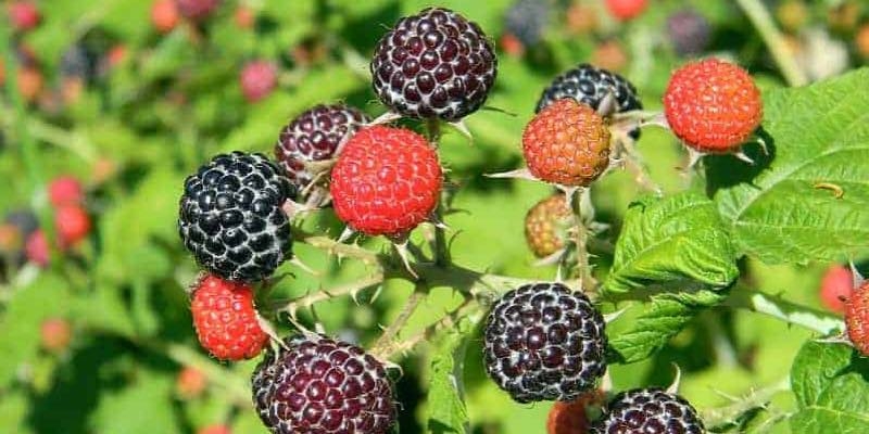 edible plants vertical rasberry edible plants vertical rasberry