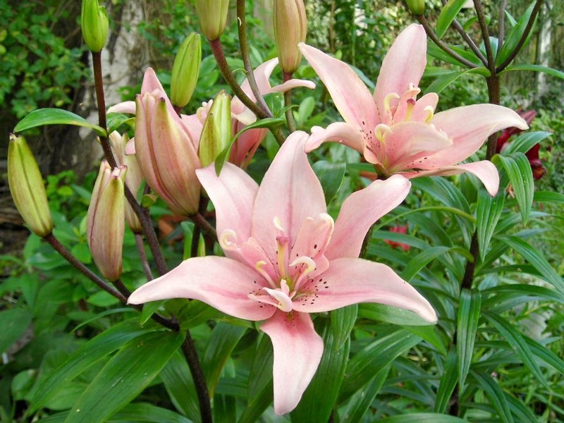 elodie lily flower elodie lily flower
