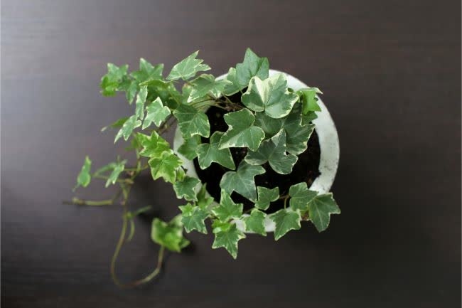 Plantas de terrario cerrado de hiedra inglesa.