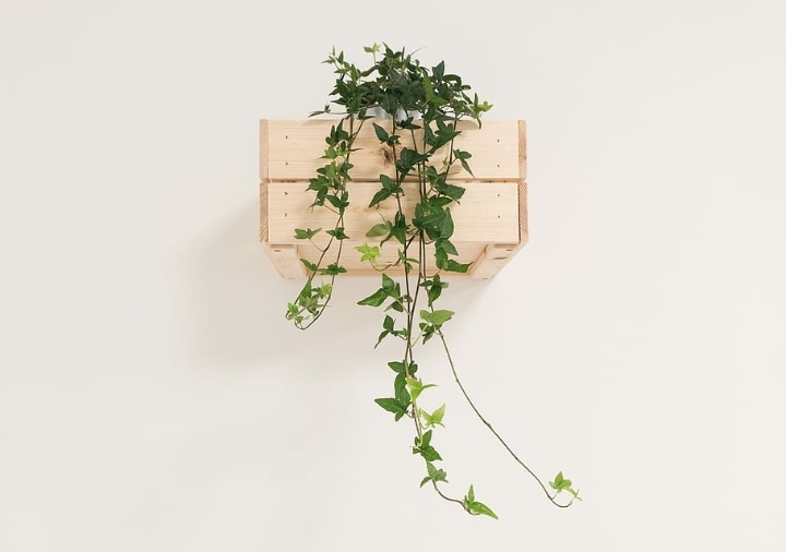english ivy on the wall indoors english ivy on the wall indoors