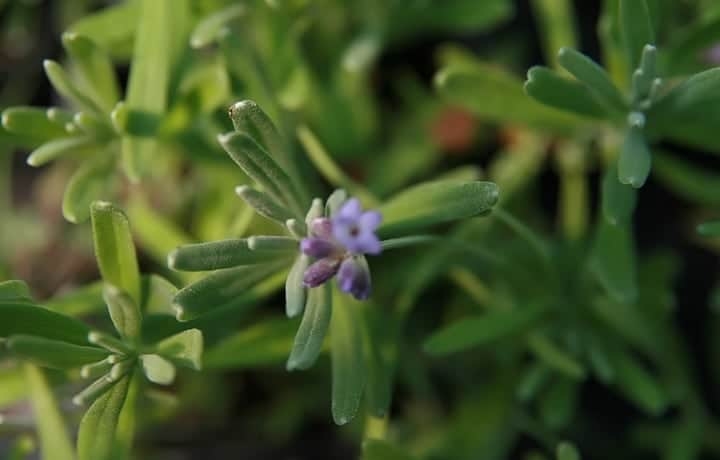 lavandula angustifolia jean davis