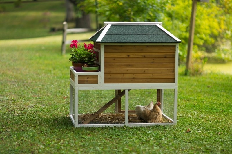 Enrique 15.8 Square Feet Chicken Coop with Chicken Run