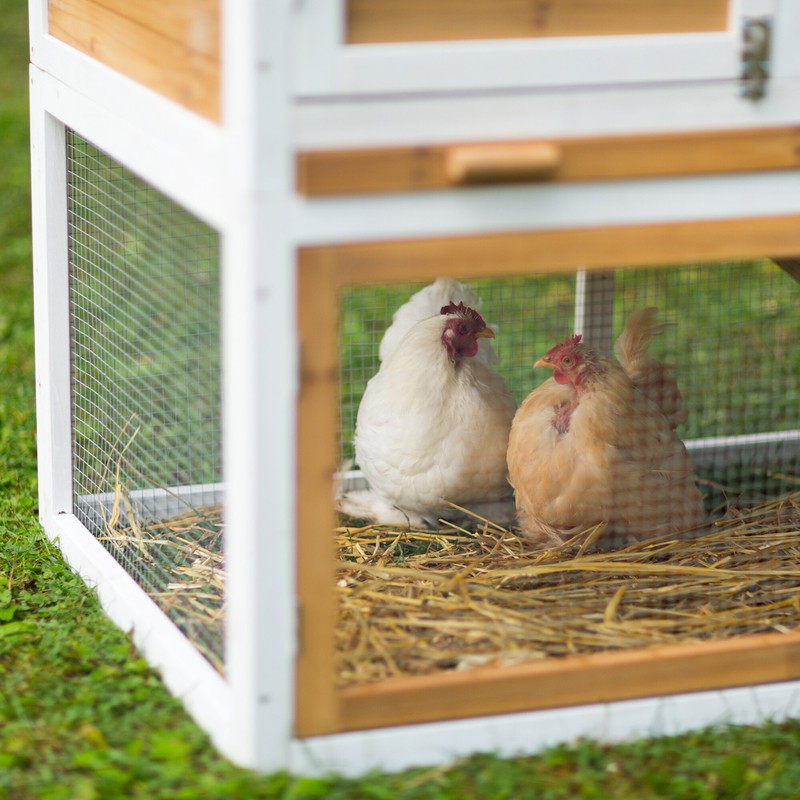 Enrique 15.8 Square Feet Chicken Coop with Chicken Run