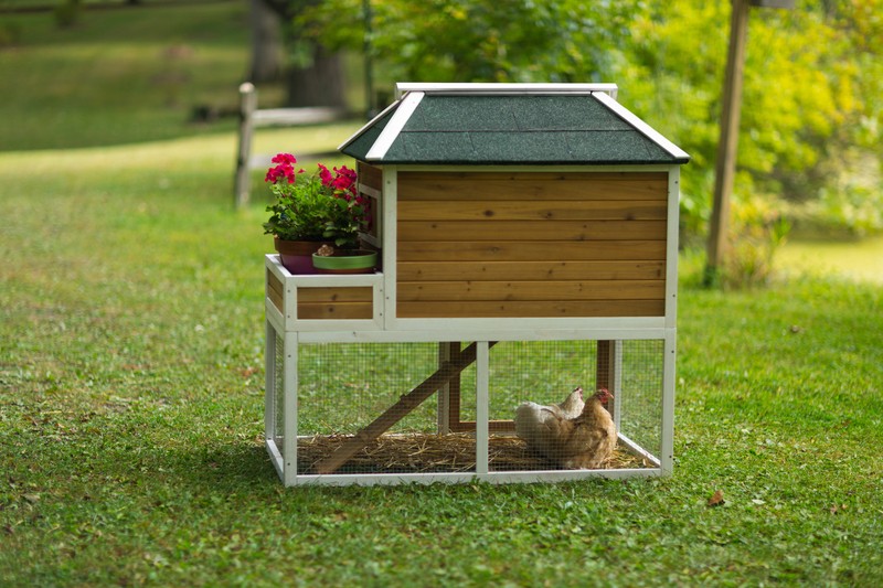 Enrique 15.8 Square Feet Chicken Coop with Chicken Run