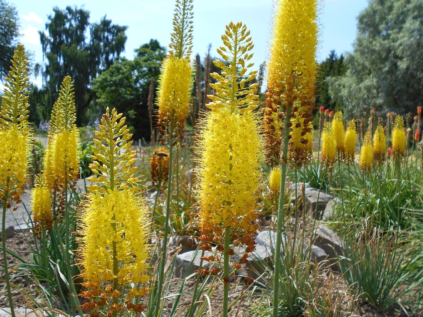 eremurus perennials eremurus perennials
