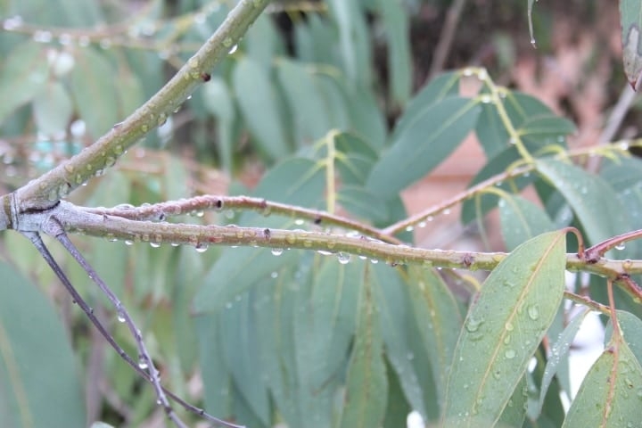 eucalyptus plant watered eucalyptus plant watered
