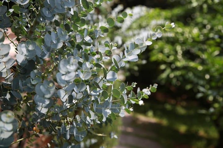eucalyptus plant eucalyptus plant