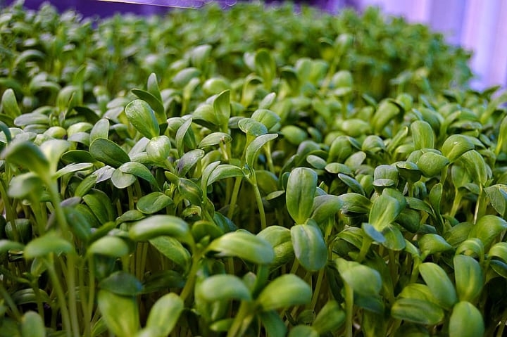 fenugreek microgreen fenugreek microgreen