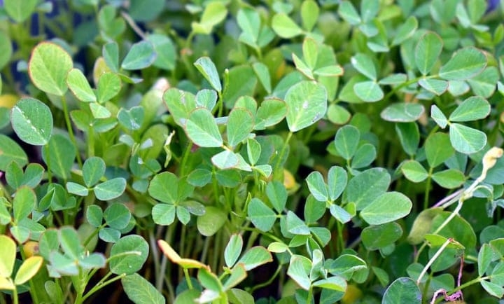 fenugreek fenugreek