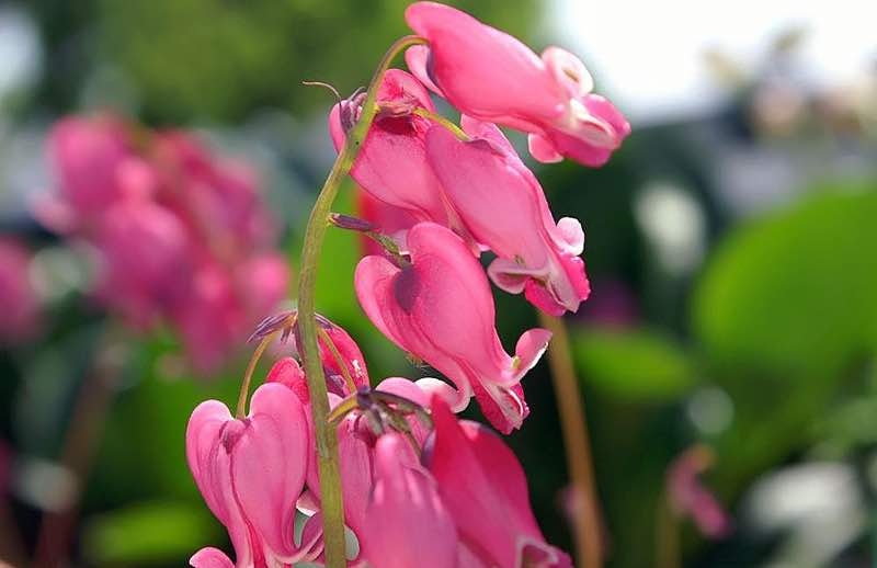 fern leaf bleeding heart perennial flower fern leaf bleeding heart perennial flower