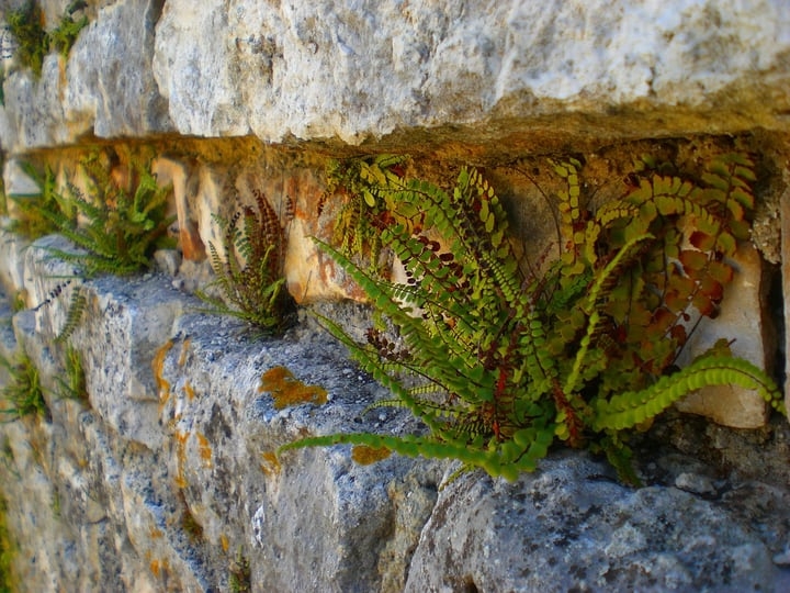 fern wall garden fern wall garden