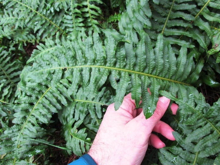 ferns indoor shade plants ferns indoor shade plants