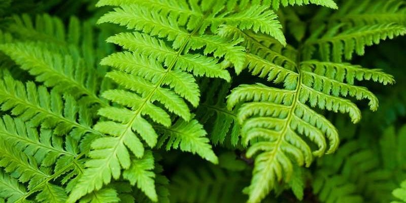ferns vertical garden beds ferns vertical garden beds