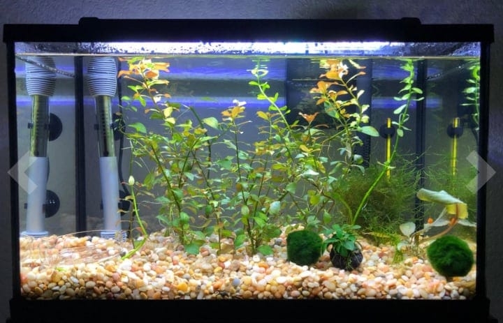 fish tank with healthy plants