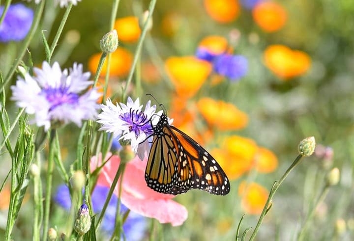 flower filled garden with a butterfly flower filled garden with a butterfly
