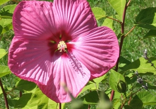 Flowering Hibiscus Flowering Hibiscus