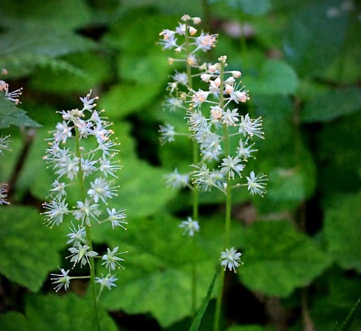 foamflower flowering shade plant foamflower flowering shade plant