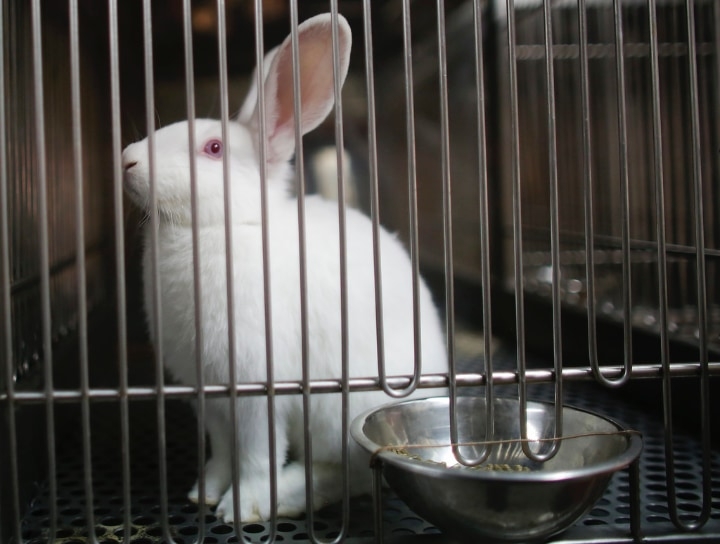 folding rabbit cage folding rabbit cage