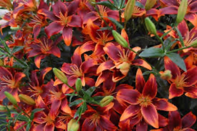 forever susan lilies forever susan lilies