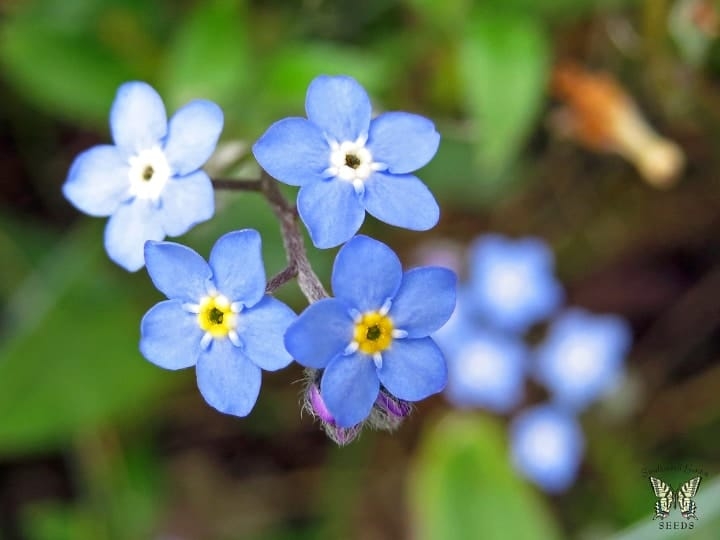 forget me not indoor shade plant forget me not indoor shade plant