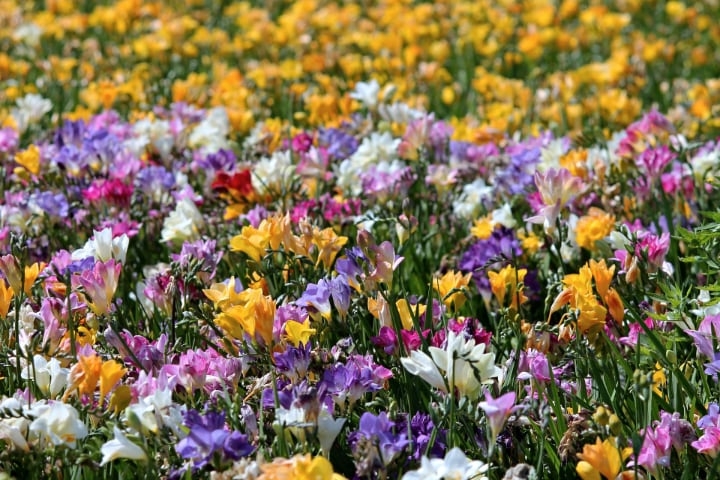 freesia flower field freesia flower field