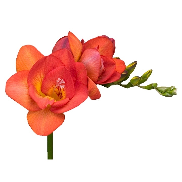 freesia lady brunet freesia lady brunet