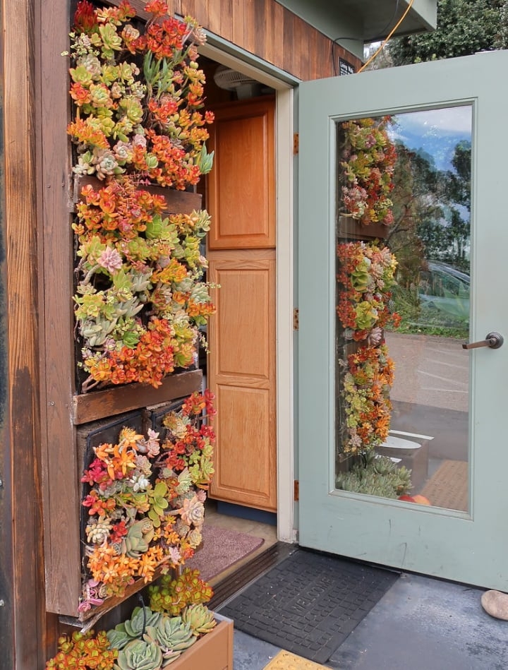 front door succulent vertical garden front door succulent vertical garden
