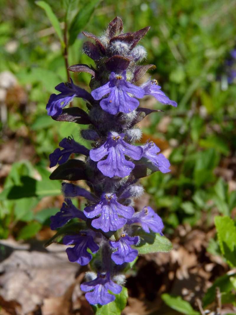 full shade perennial flowers full shade perennial flowers
