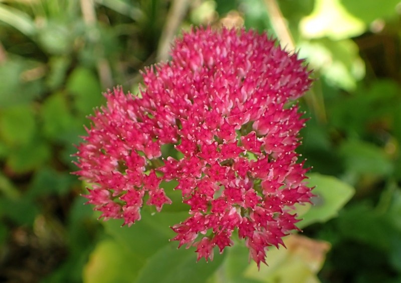 full sun perennials full sun perennials