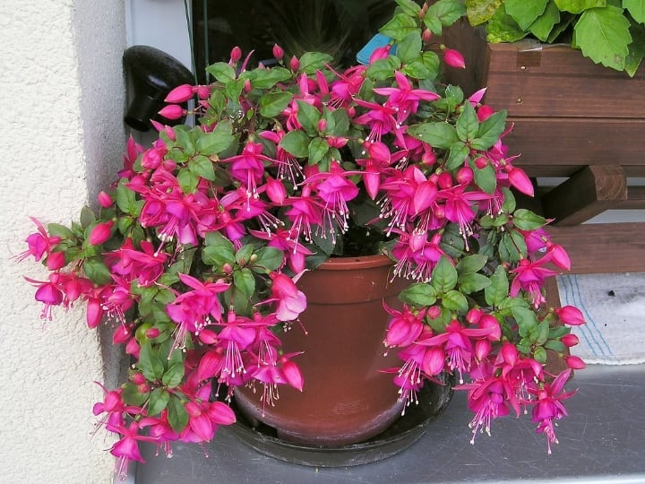 fuschia indoor potted shade plant fuschia indoor potted shade plant