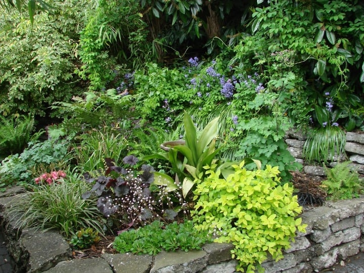 garden with shade plants garden with shade plants