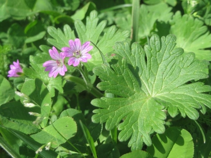 geranium flowers and fragrant foliage geranium flowers and fragrant foliage