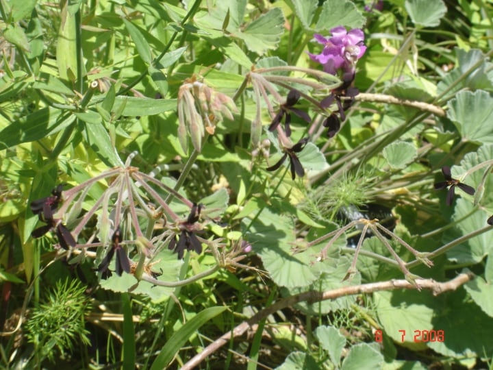geranium with withered flower heads geranium with withered flower heads