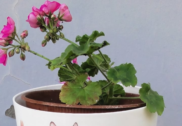 geraniums in shaded area geraniums in shaded area