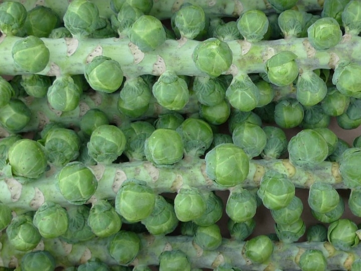 gigantus brussel sprouts gigantus brussel sprouts